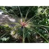Plumiers Bromelia Seeds (Bromelia karatas)