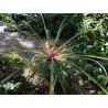 Sementes de Caraguatá-acanga (Bromelia karatas)