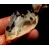 Plumiers Bromelia Seeds (Bromelia karatas)
