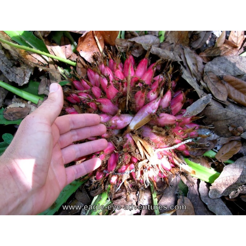 Sementes de Caraguatá-acanga (Bromelia karatas)