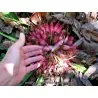 Plumiers Bromelia Seeds (Bromelia karatas)