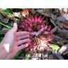 Sementes de Caraguatá-acanga (Bromelia karatas)