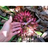 Price: €2.95 - Σπόροι Plumier's Bromelia (Bromelia karatas) - 