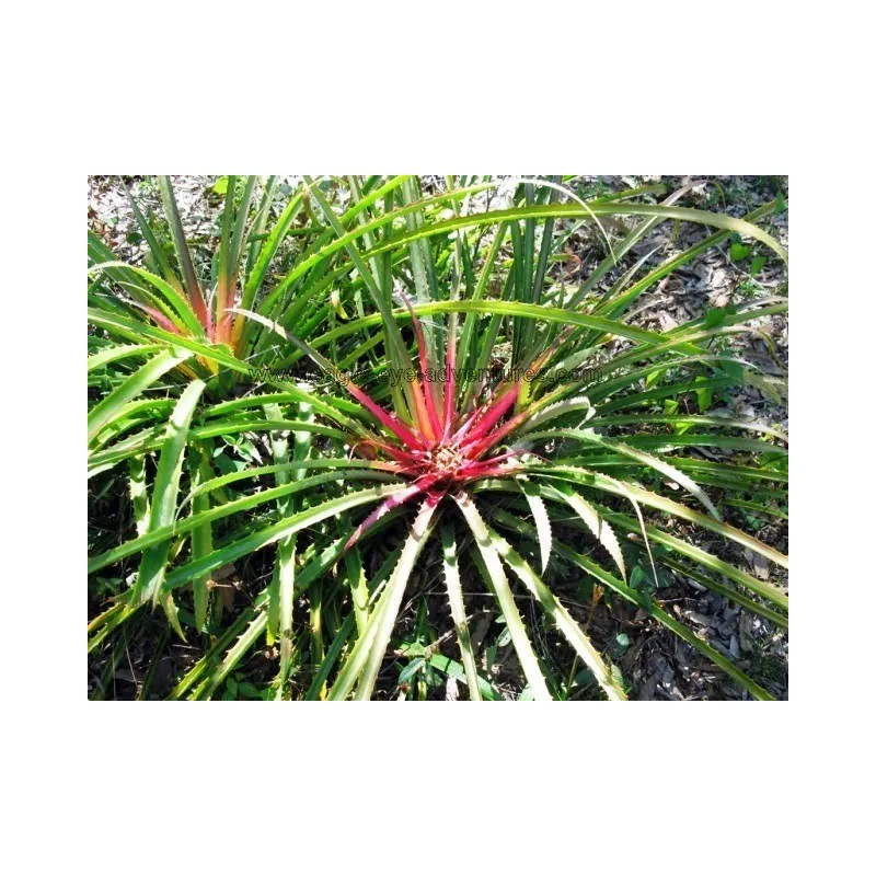 Plumiers Bromelia Seeds (Bromelia karatas)