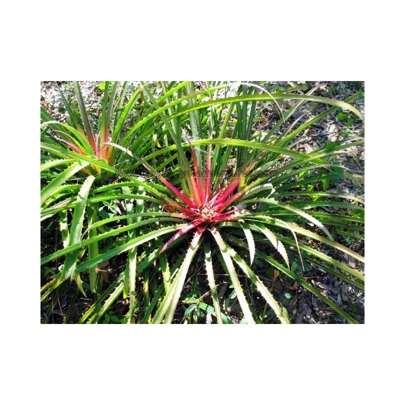 Sementes de Caraguatá-acanga (Bromelia karatas)