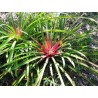 Sementes de Caraguatá-acanga (Bromelia karatas)