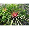 Price: €2.95 - Seminte Plumiers Bromelia (Bromelia karatas) - 