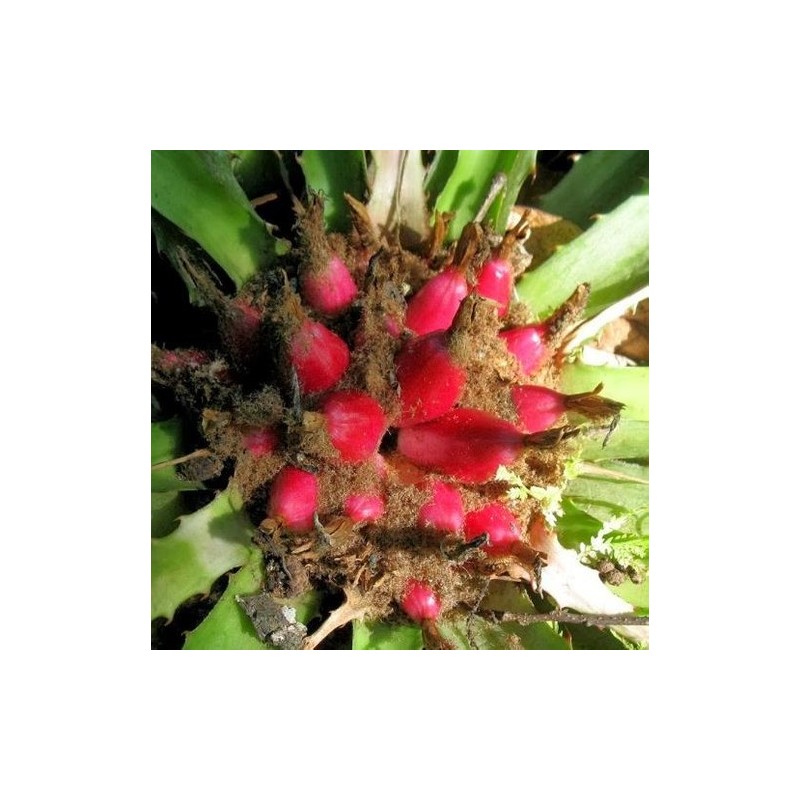Sementes de Caraguatá-acanga (Bromelia karatas)