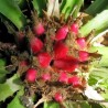 Sementes de Caraguatá-acanga (Bromelia karatas)