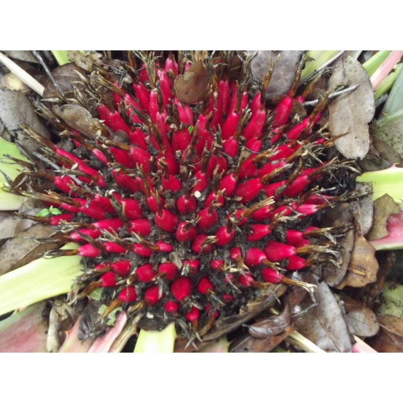 Sementes de Caraguatá-acanga (Bromelia karatas)