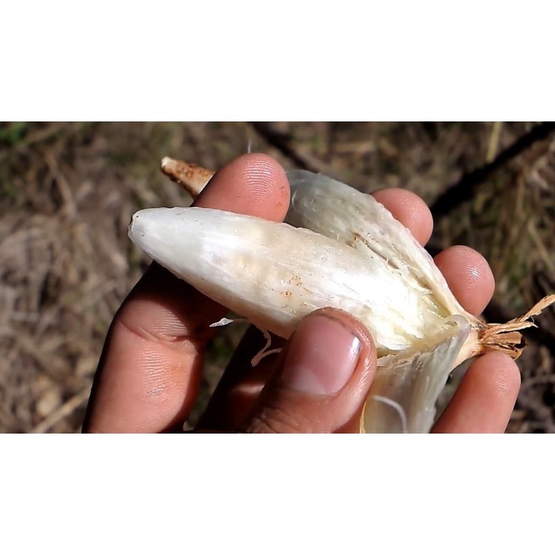 Sementes de Caraguatá-acanga (Bromelia karatas)