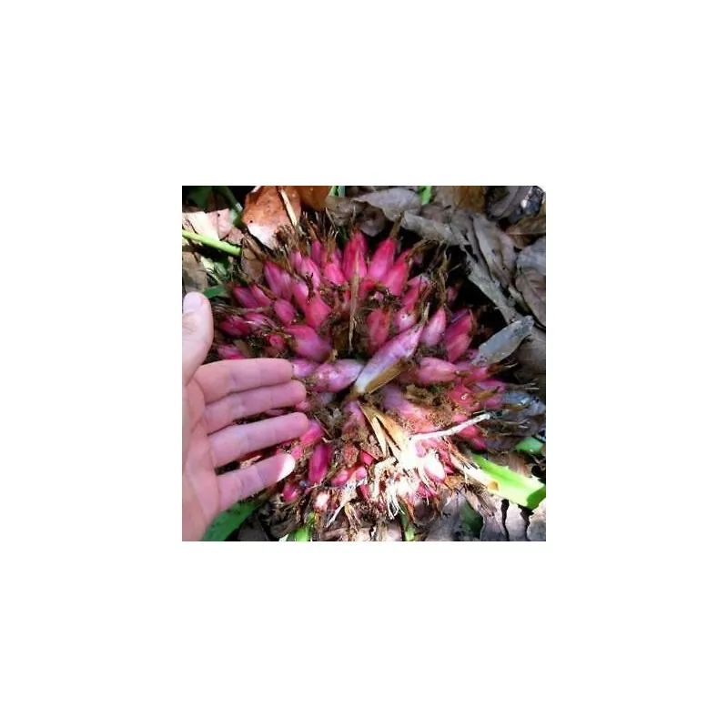 Plumiers Bromelia Seeds (Bromelia karatas)