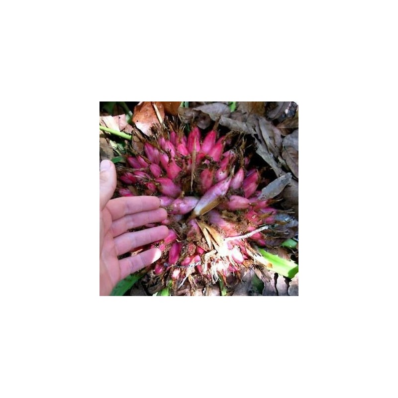 Sementes de Caraguatá-acanga (Bromelia karatas)