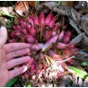 Price: €2.95 - بذور Plumier's Bromelia (Bromelia karatas) - 