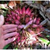 Plumier Bromelia magjai (Bromelia karatas)