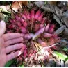 Plumiers Bromelia Seeds (Bromelia karatas)