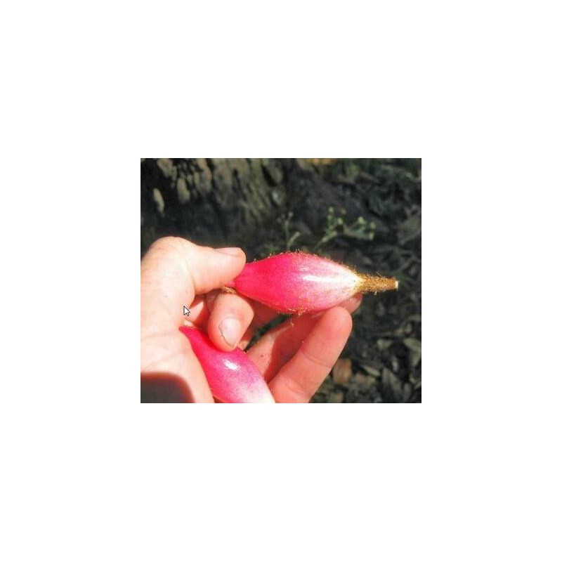 Sementes de Caraguatá-acanga (Bromelia karatas)