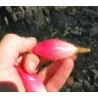 Plumiers Bromelia Seeds (Bromelia karatas)