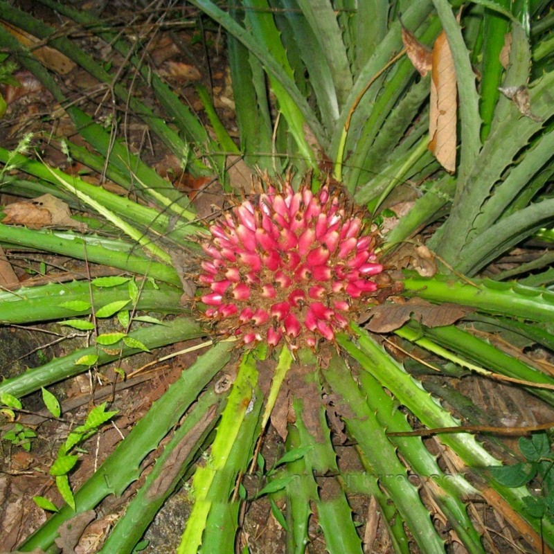 Price: €2.95 - Nasiona Plumiers Bromelia (Bromelia karatas) - 