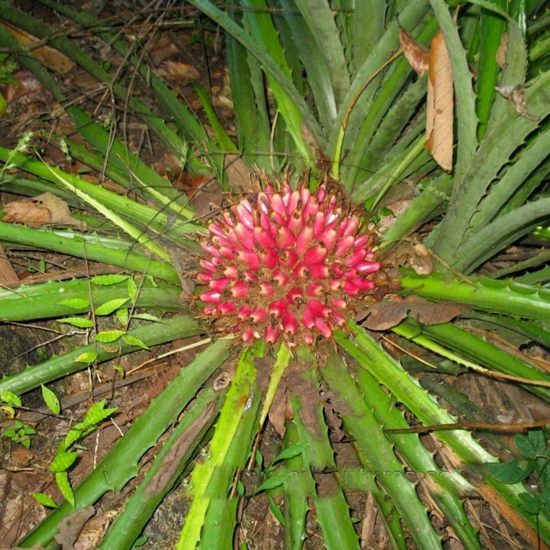 Sementes de Caraguatá-acanga (Bromelia karatas)