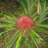 Plumier Bromelia magjai (Bromelia karatas)