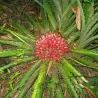 Plumiers Bromelia Seeds (Bromelia karatas)