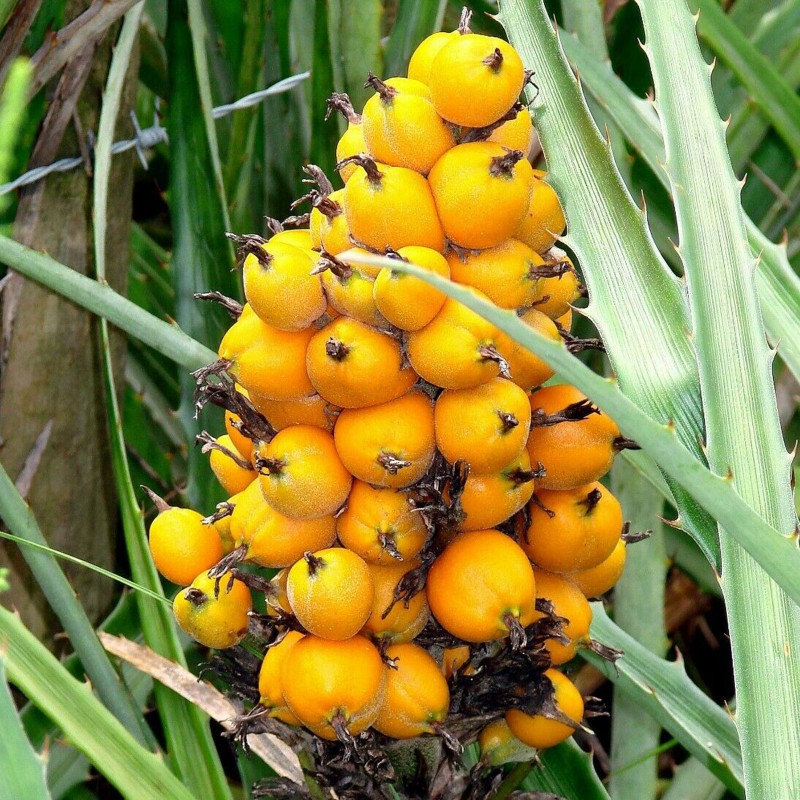 Price: €7 - Wild Pineapple Seeds (Bromelia pinguin) - 