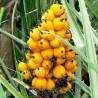 Price: €7 - Wild Pineapple Seeds (Bromelia pinguin) - 