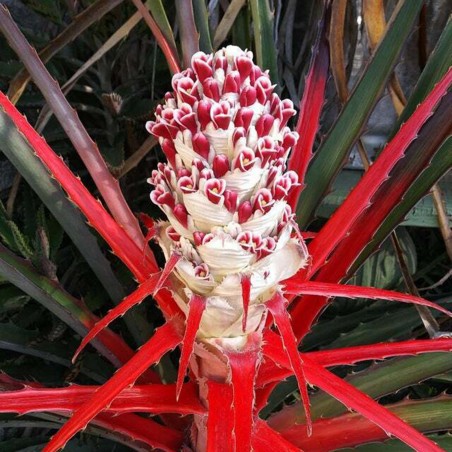 Price: €7 - Wild Pineapple Seeds (Bromelia pinguin) - 
