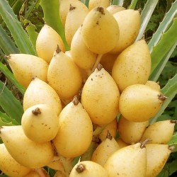 Semillas de piña silvestre...