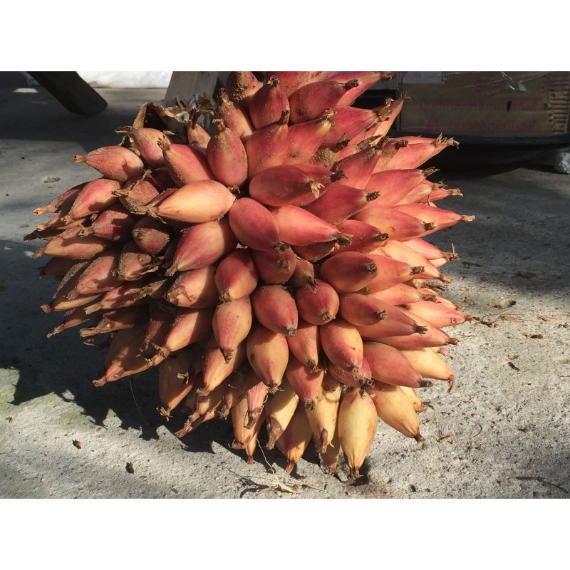Price: €7 - Wild Pineapple Seeds (Bromelia pinguin) - 