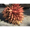 Price: €7 - Wild Pineapple Seeds (Bromelia pinguin) - 