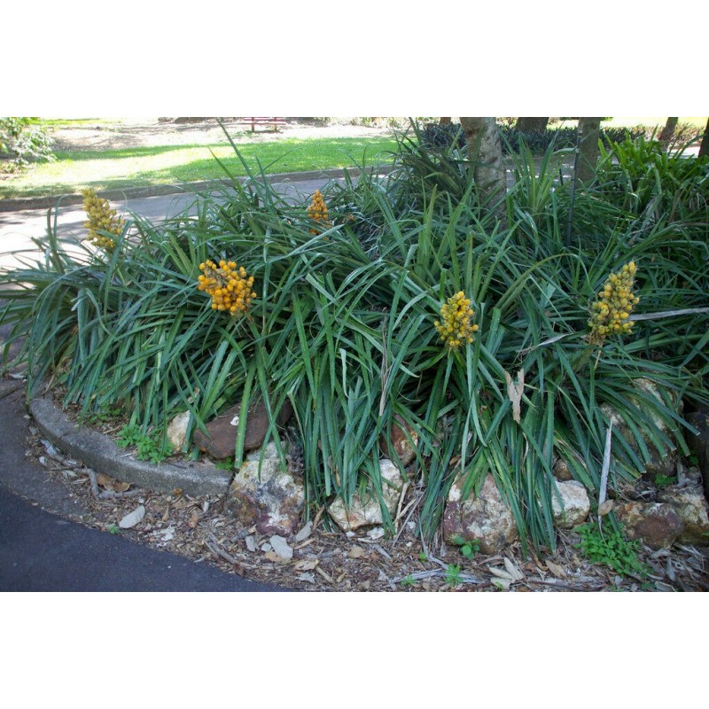 Price: €7 - Wild Pineapple Seeds (Bromelia pinguin) - 