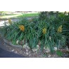 Price: €7 - Wild Pineapple Seeds (Bromelia pinguin) - 