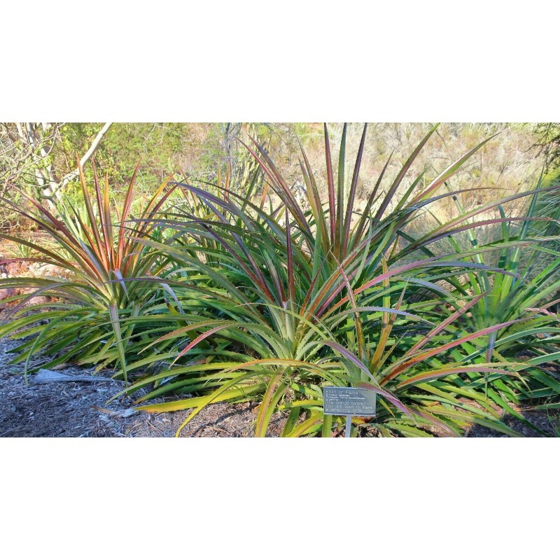 Price: €7 - Wild Pineapple Seeds (Bromelia pinguin) - 