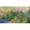 Price: €7 - Wild Pineapple Seeds (Bromelia pinguin) - 