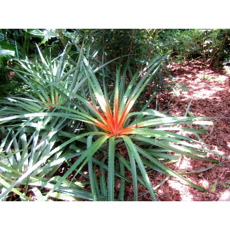 Price: €7 - Wild Pineapple Seeds (Bromelia pinguin) - 