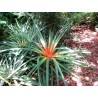 Price: €7 - Wild Pineapple Seeds (Bromelia pinguin) - 