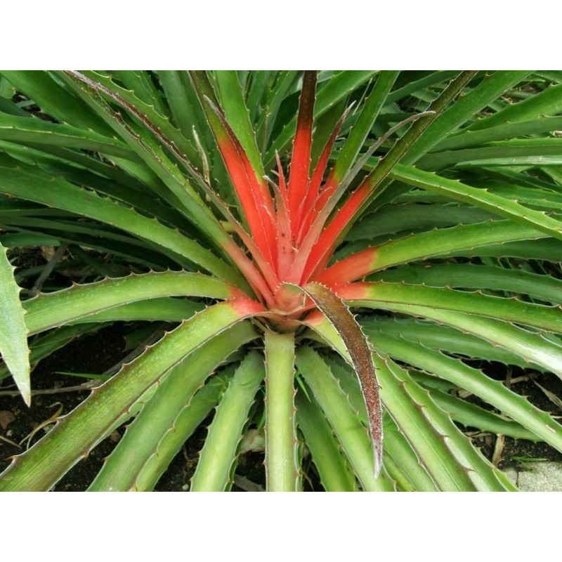 Price: €7 - Wild Pineapple Seeds (Bromelia pinguin) - 