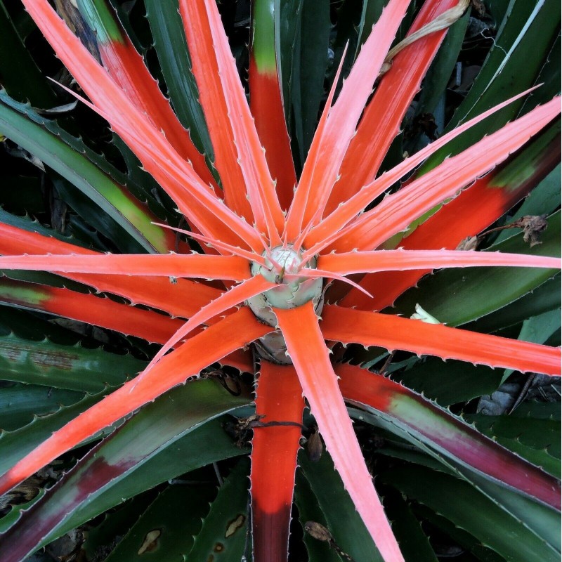 Wilde Ananassamen (Bromelia pinguin)
