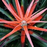 Wilde Ananassamen (Bromelia pinguin)