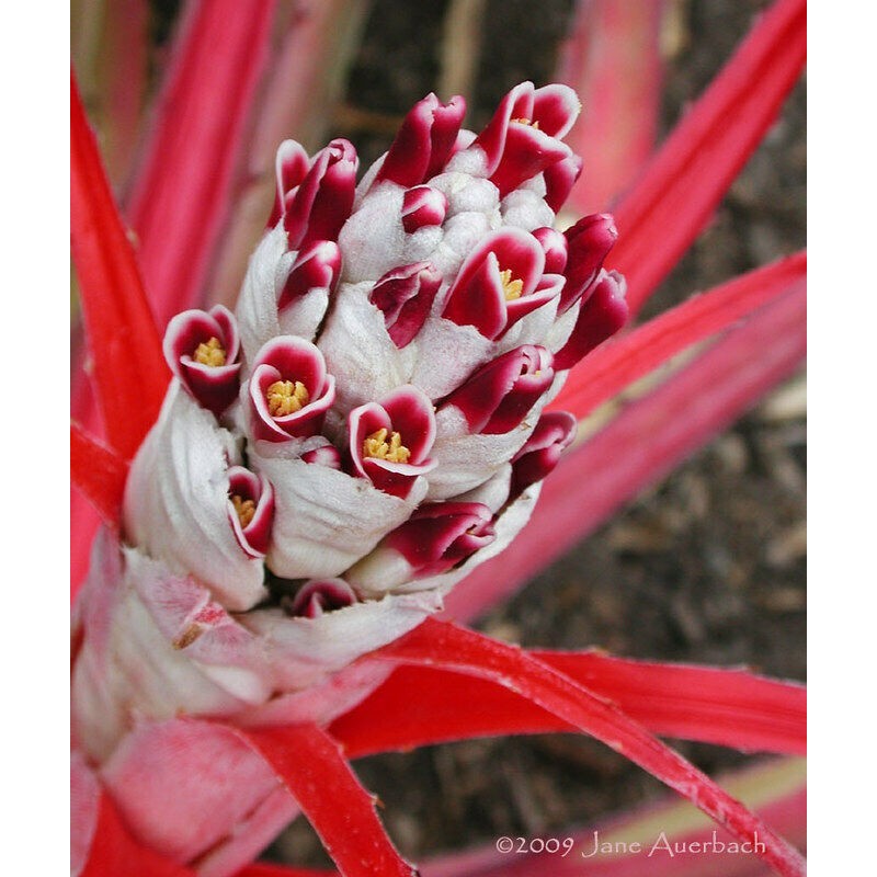 Price: €7 - Wild Pineapple Seeds (Bromelia pinguin) - 