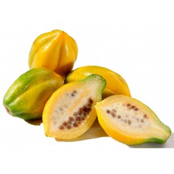 Price: €3 - Semi di papaia di montagna (Vasconcellea pubescens) - 