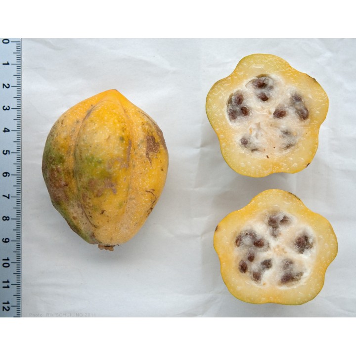 Nasiona Papaja górska (Vasconcellea pubescens) - 2.7