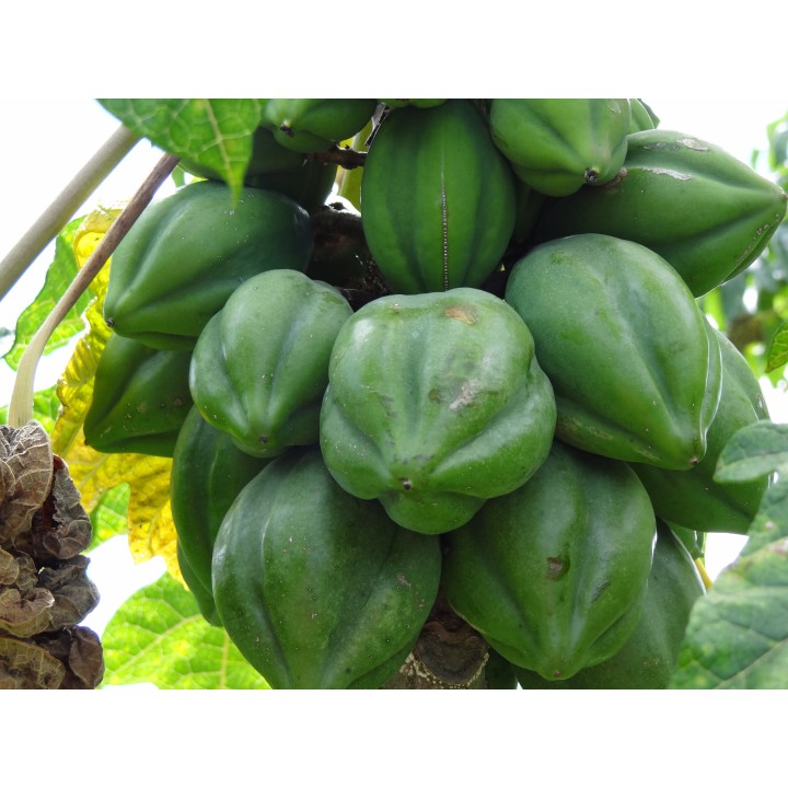 Nasiona Papaja górska (Vasconcellea pubescens) - 2.7