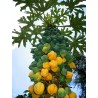 Sementes papaia-de-montanha, chamburo (Vasconcellea pubescens)