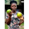 Super seltene Carica Papaya Gabun Melone Samen