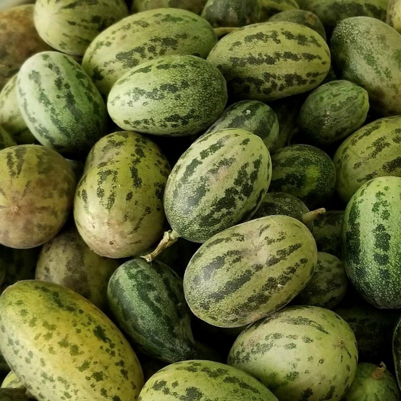 Semillas de Melón Silvestre Cucumis melo Agrestis