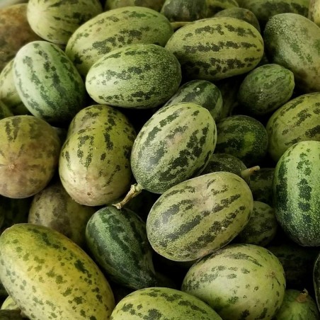 Semi di melone selvatico Cucumis melo Agrestis