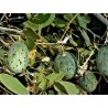 Semillas de Melón Silvestre Cucumis melo Agrestis